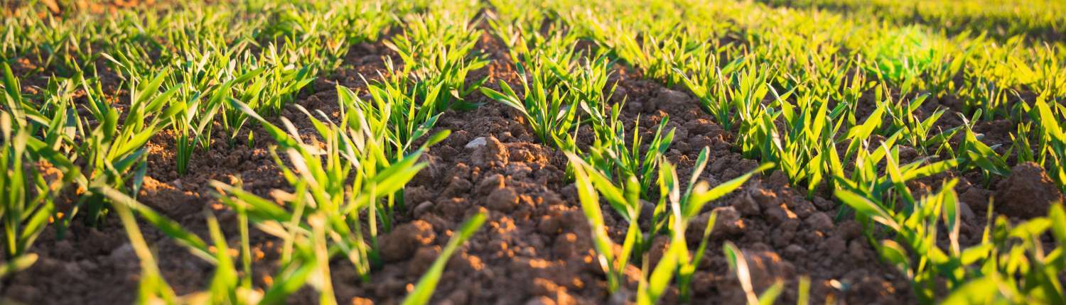 Aerogel applications - Agriculture